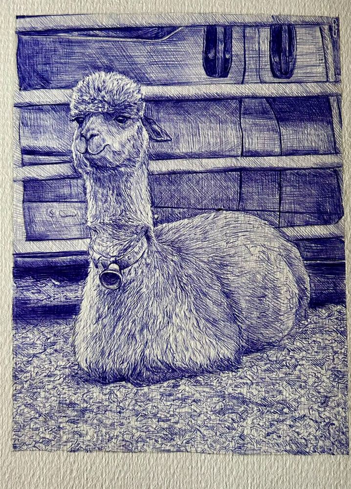 Resting alpaca drawn in blue ballpoint