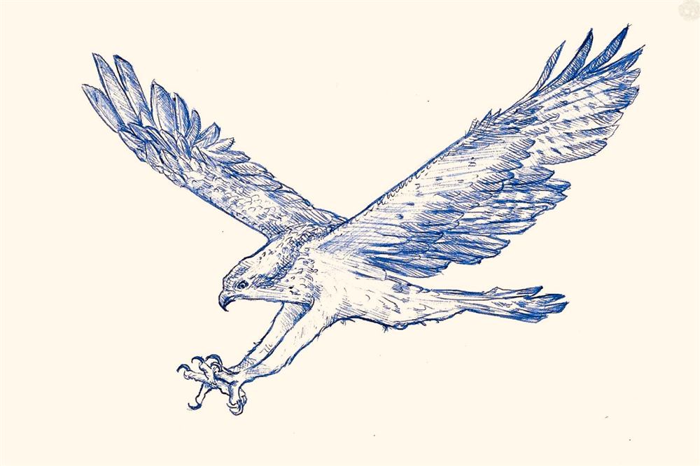 Hawk in flight drawn in blue ballpoint