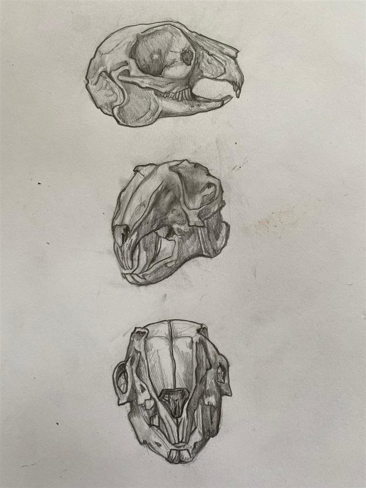 Skull studies graphite