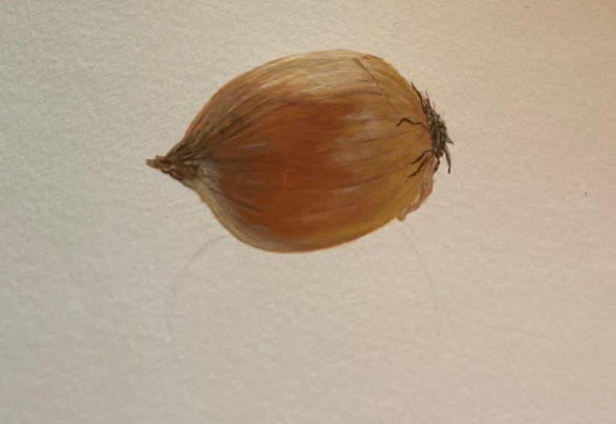 Onion study colored pencil drawing